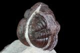 Enrolled Red Barrandeops Trilobite - Hmar Laghdad, Morocco #107640-2